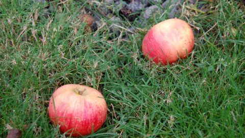 Så er det æbletid