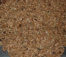 Kaffe – fra plante til kop