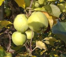 Mutzu æbler fra Kildebrønde frugtplantage.
