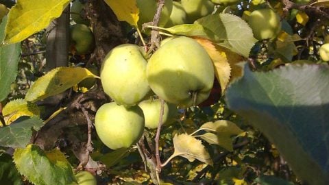 Mutzu æbler fra Kildebrønde frugtplantage.
