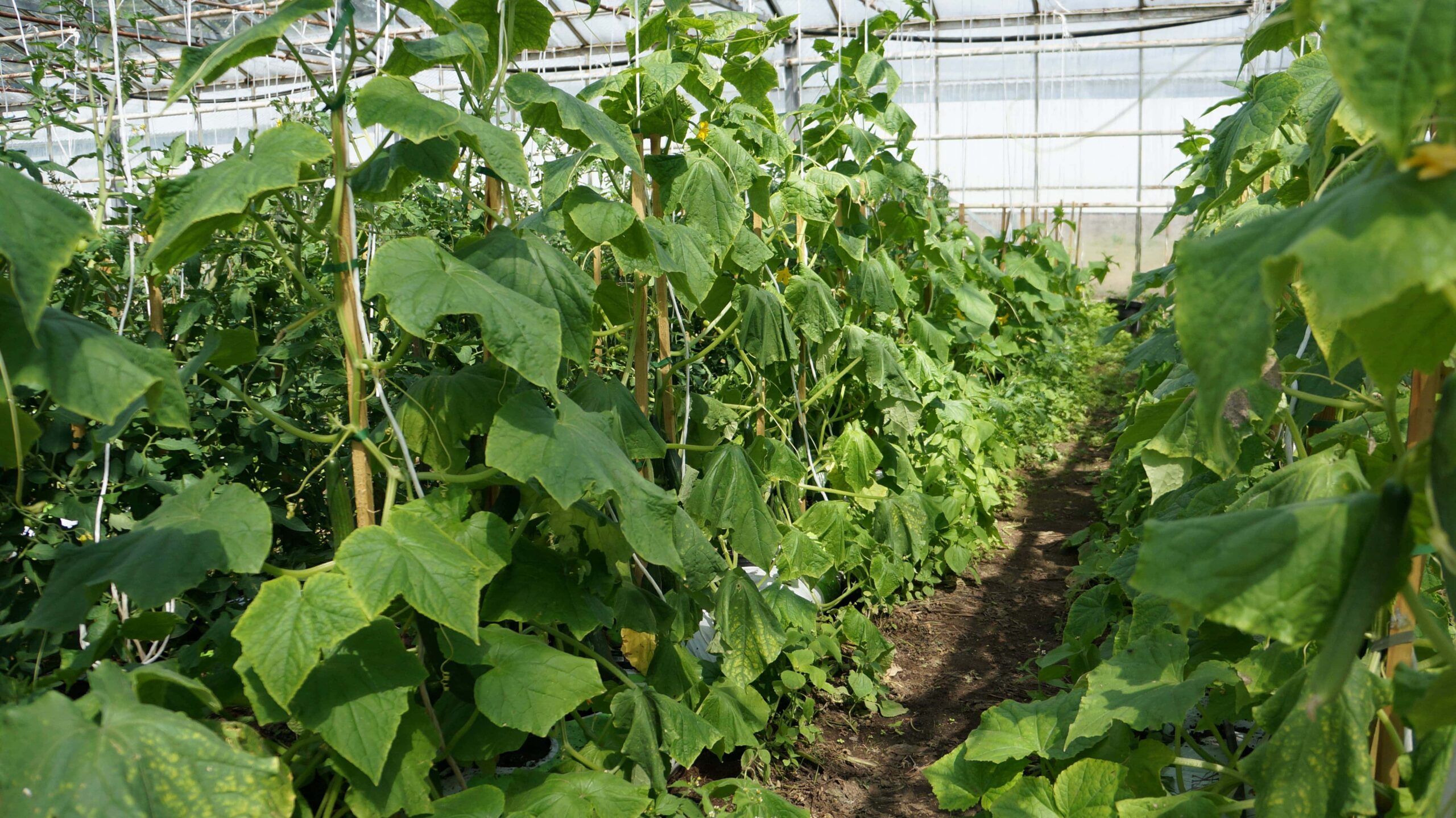 Agurkplanter i drivhus