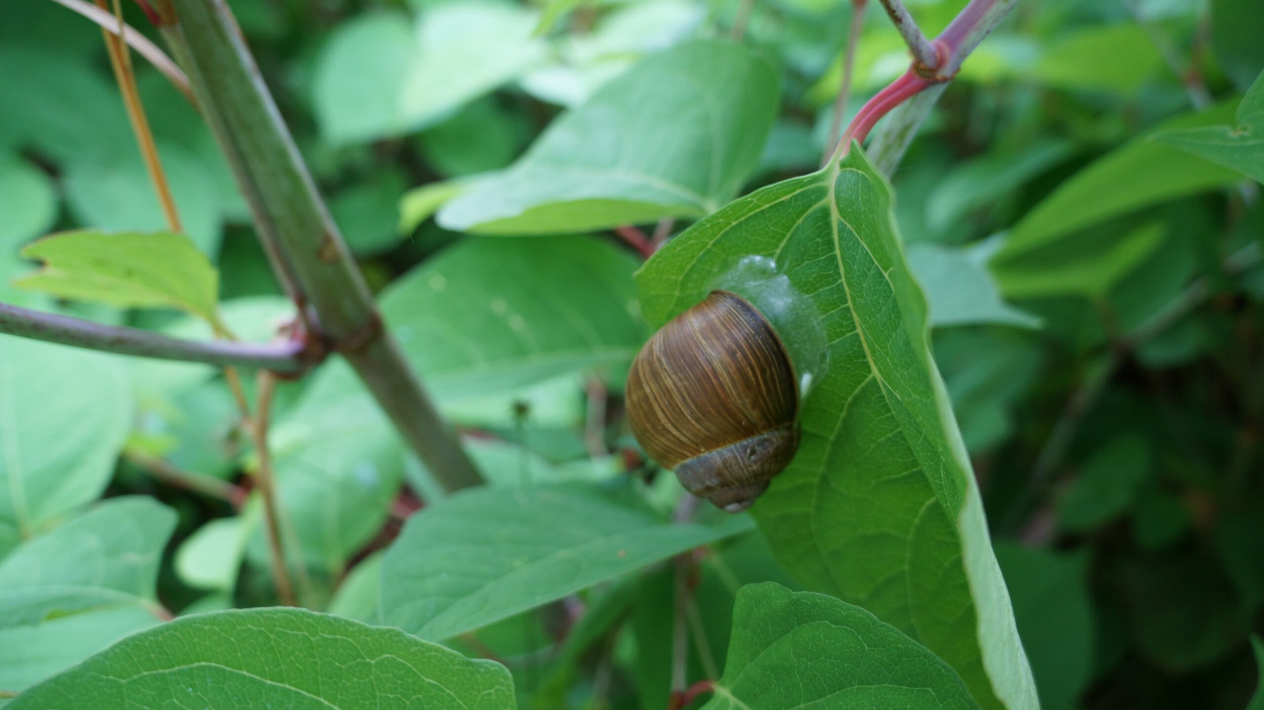 Snegl på et blad i naturen