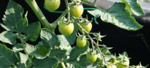 Grønne tomater på plante i haven