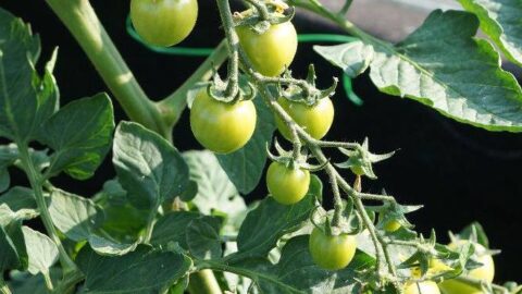 Grønne tomater på plante i haven