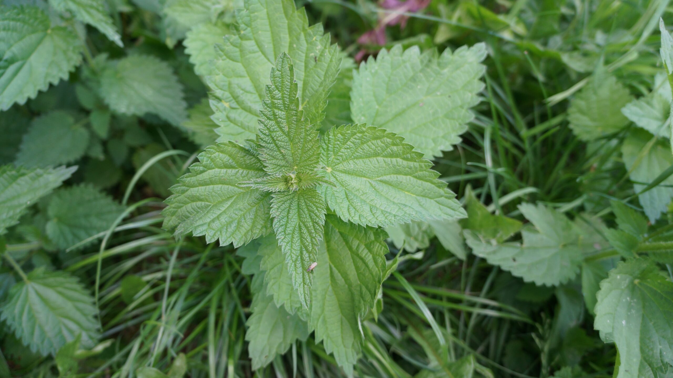 Grøn brændenælde plante i det fri.