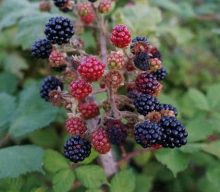 De vilde råvarer – Naturens Guld