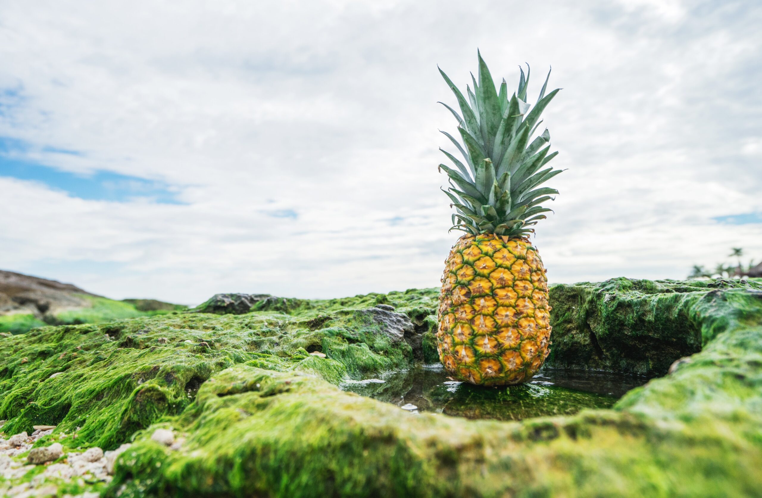 Ananas på mosdækket sten i natur