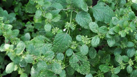 Citronmelisse