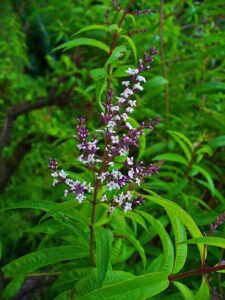 Citronverbena