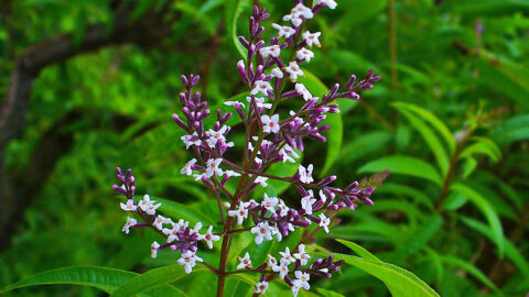 Citronverbena
