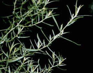 Estragon
