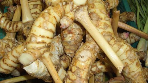 Galangarod