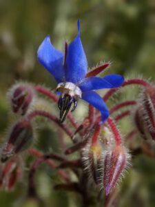Hjulkrone (borage)
