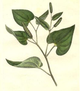 Langpeber