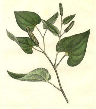Langpeber