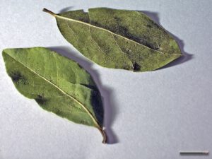Laurbærblade