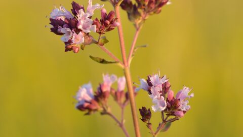 Oregano