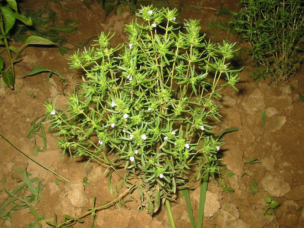 Sar