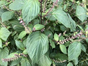 Shiso