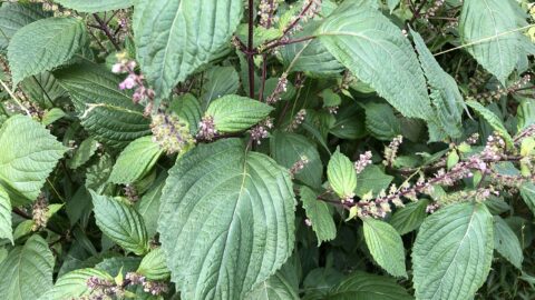 Shiso