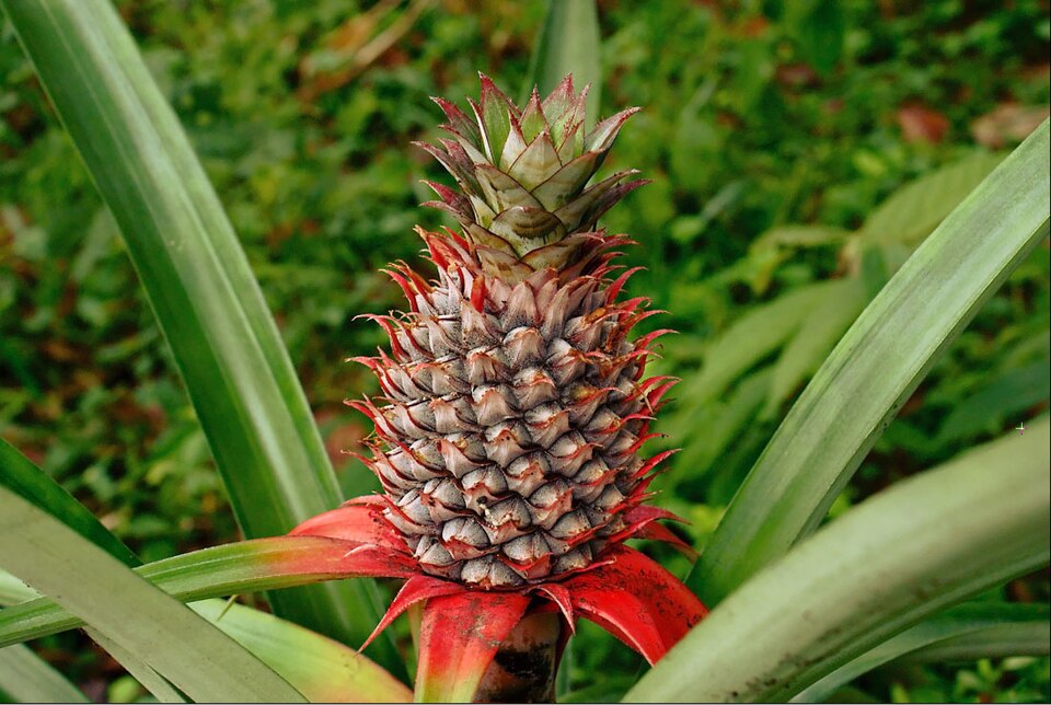 Ananas