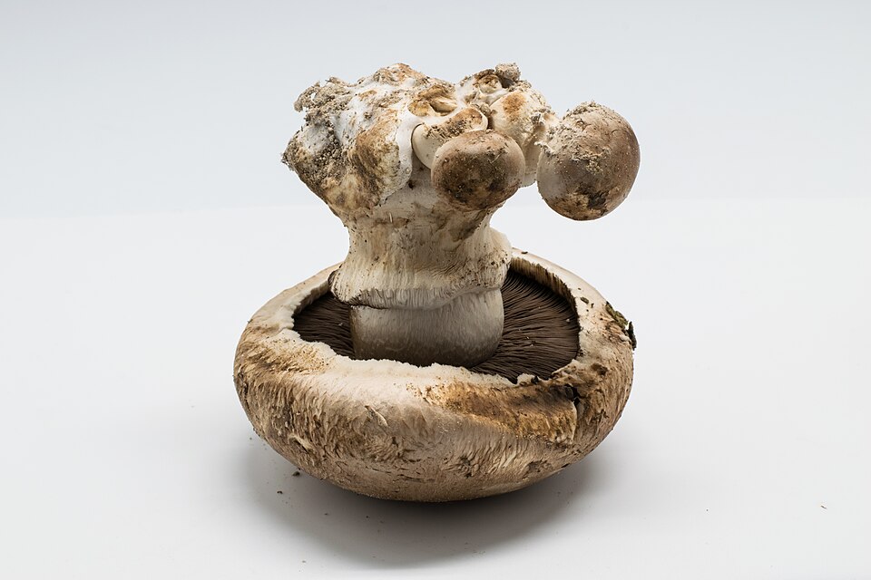 Champignon