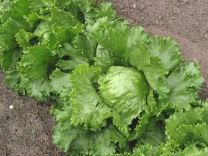 Icebergsalat
