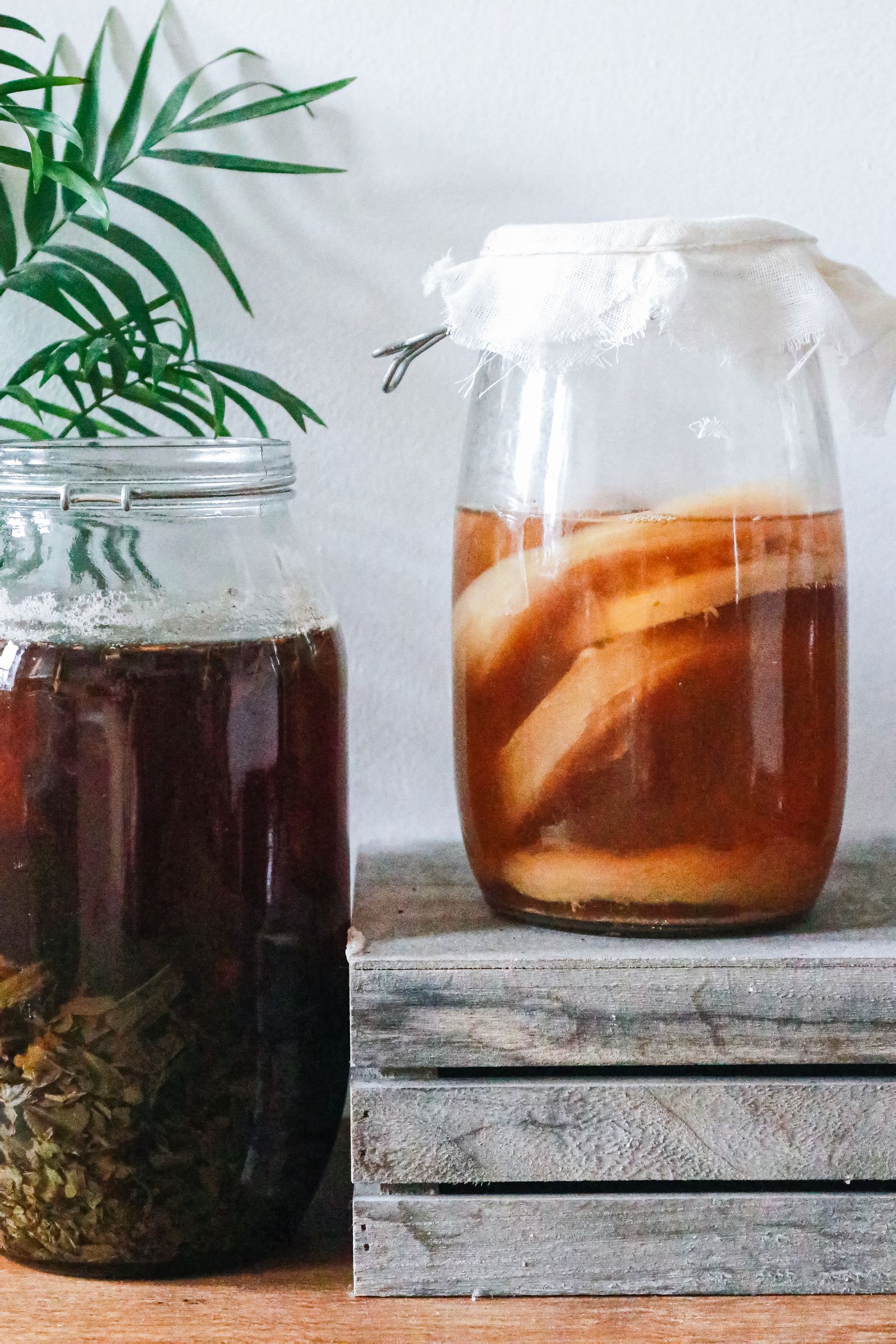 Kombucha-bryg undersøges